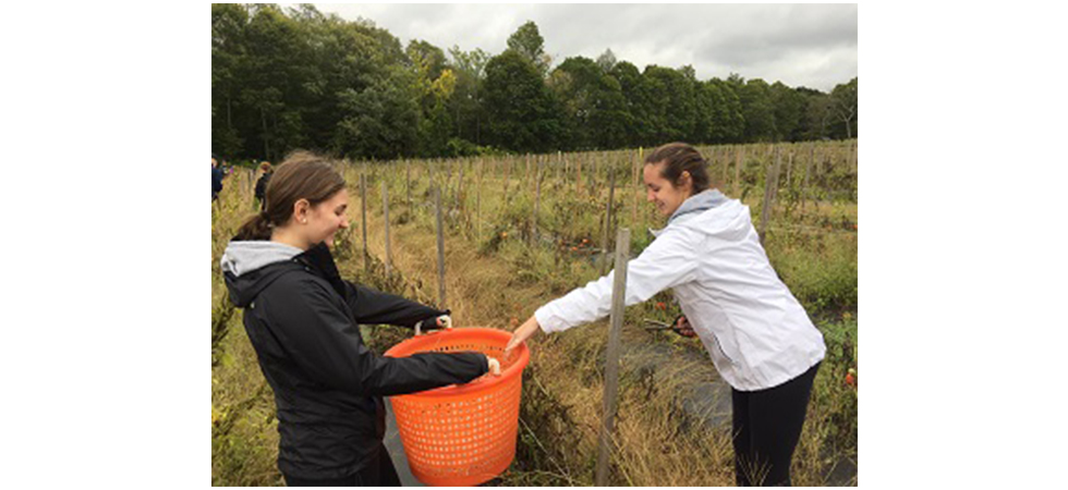 Community Harvest Project volunteers