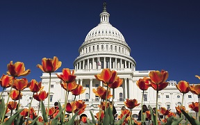 The U.S. Capitol in summer, home of the Moynihan Washington Seminar