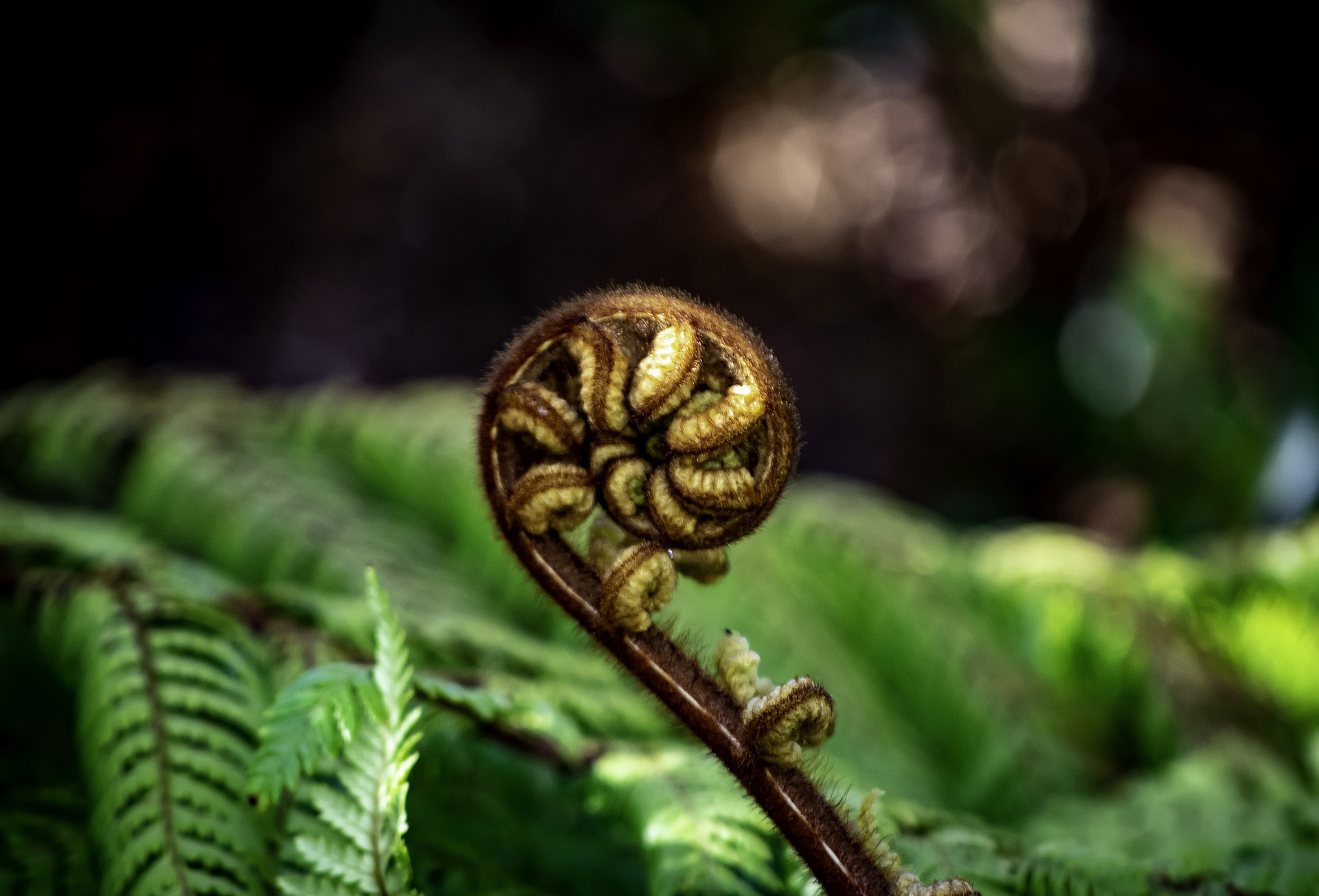 Koru