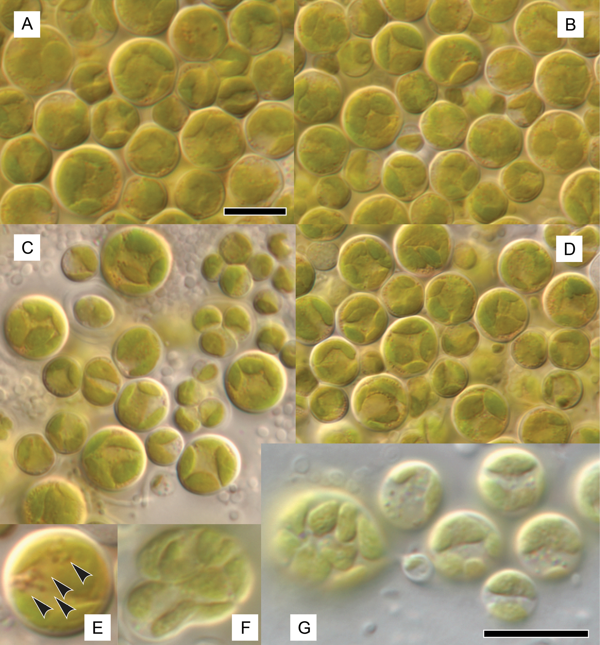Light micrographs capturing the morphology of Johansenicoccus eremophilus