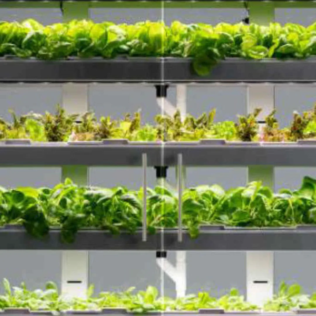 Dining hall plant wall