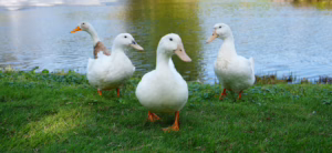 Assumption Hosts 21st Annual Duck Day 